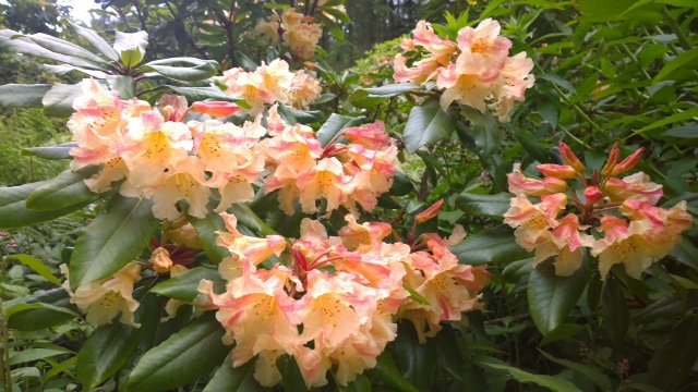SONATA X GLENDOICK MYSTIQUE Rhododendron Specimen Plants